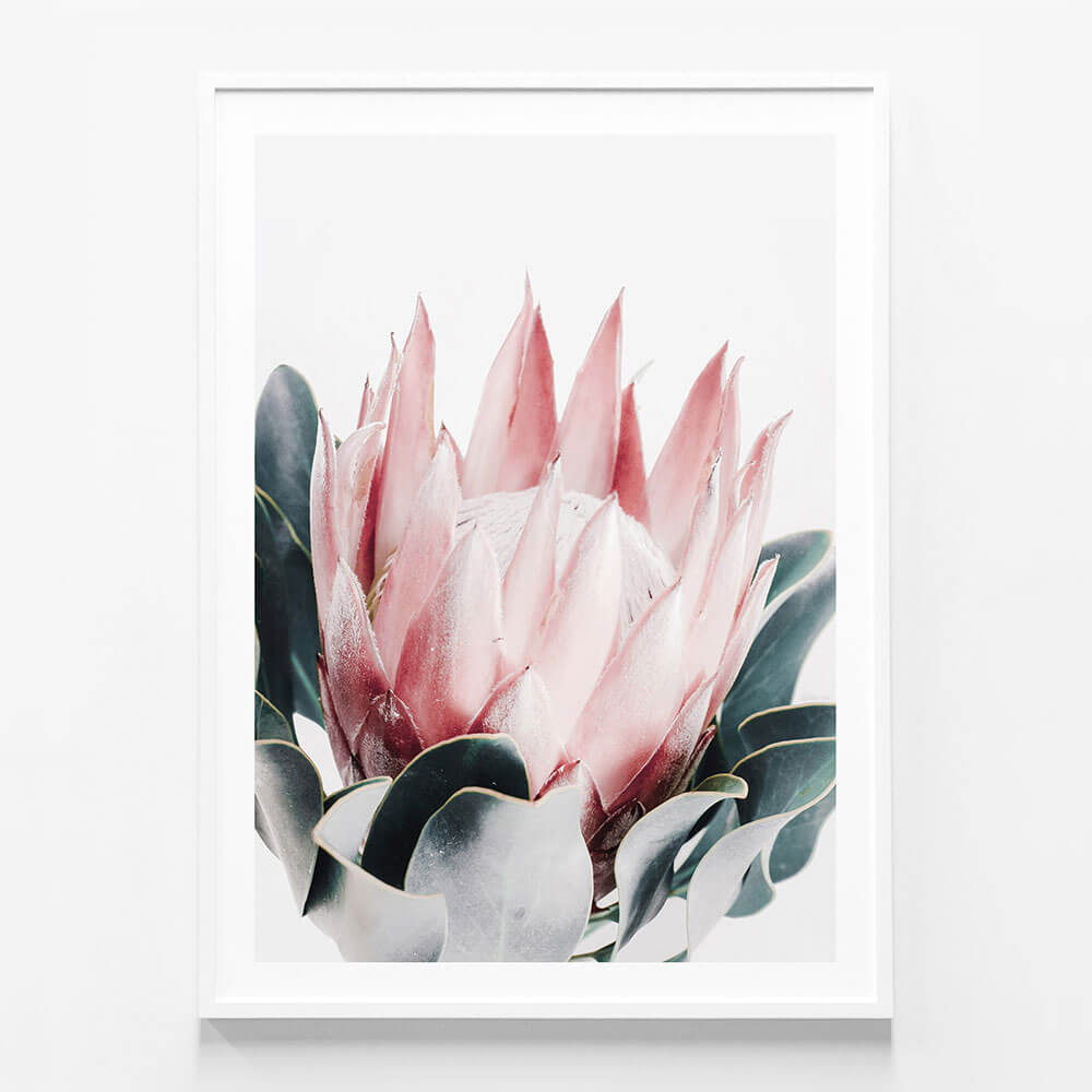Blush Protea
