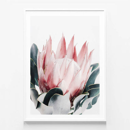 Blush Protea