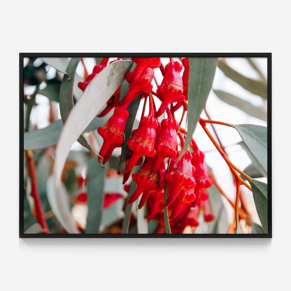 Budding Eucalyptus