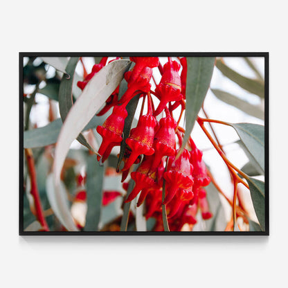 Budding Eucalyptus