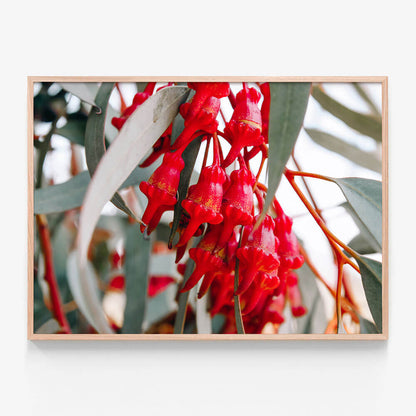 Budding Eucalyptus