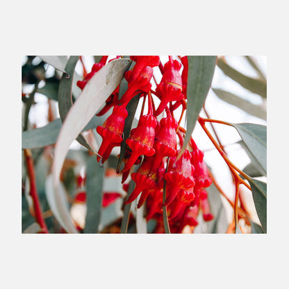 Budding Eucalyptus