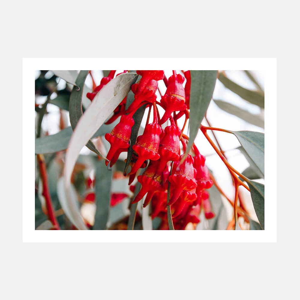 Budding Eucalyptus