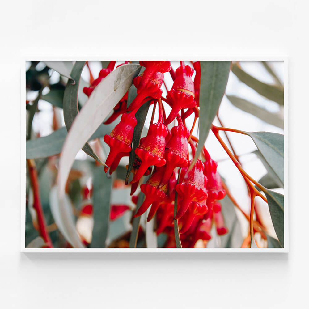 Budding Eucalyptus