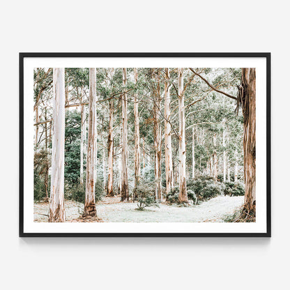 Bush Clearing
