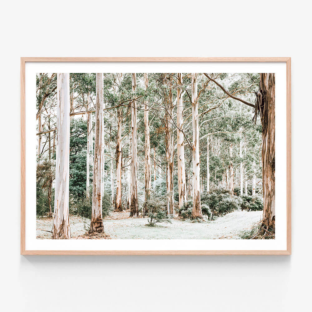 A framed photo wall art print of a bush clearing featuring tall gum trees in the Australian bush landscape.