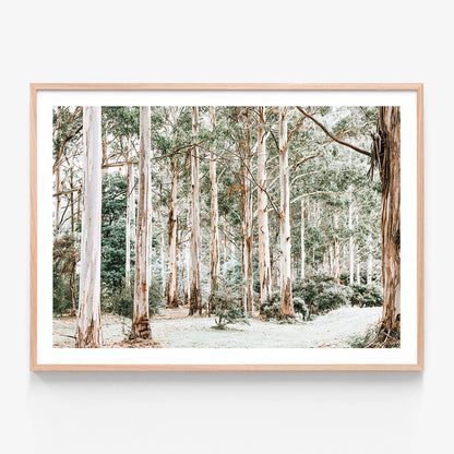 A framed photo wall art print of a bush clearing featuring tall gum trees in the Australian bush landscape.