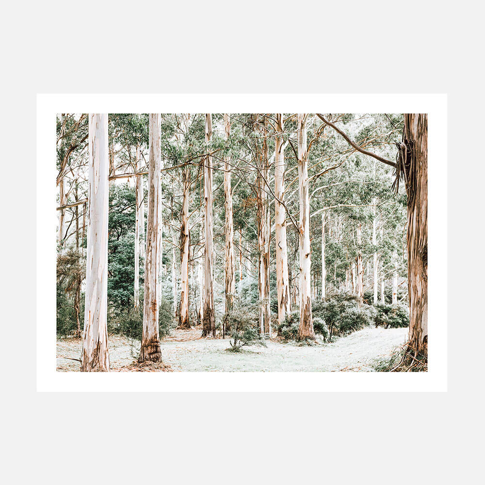 A photo print wall art print of a bush clearing featuring tall gum trees in the Australian bush landscape.
