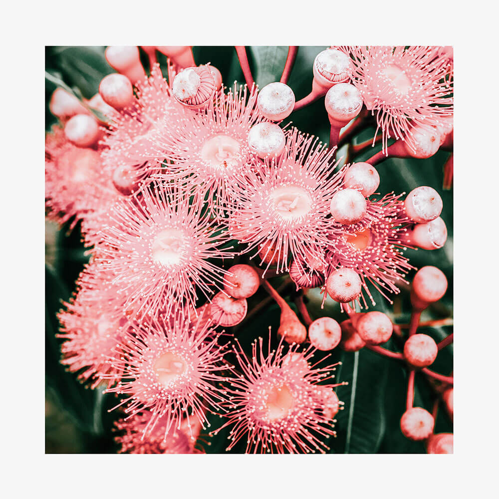 Bush Florals