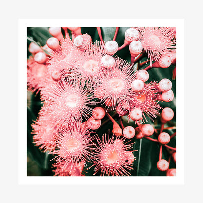 Bush Florals