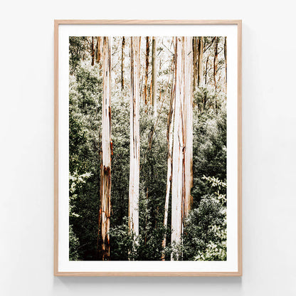 Bush Foliage