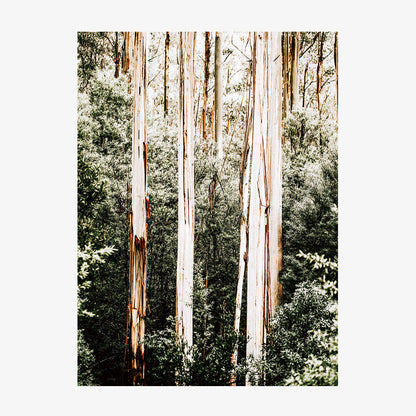 Bush Foliage