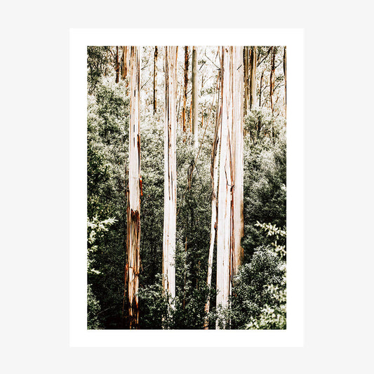 Bush Foliage
