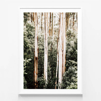 Bush Foliage