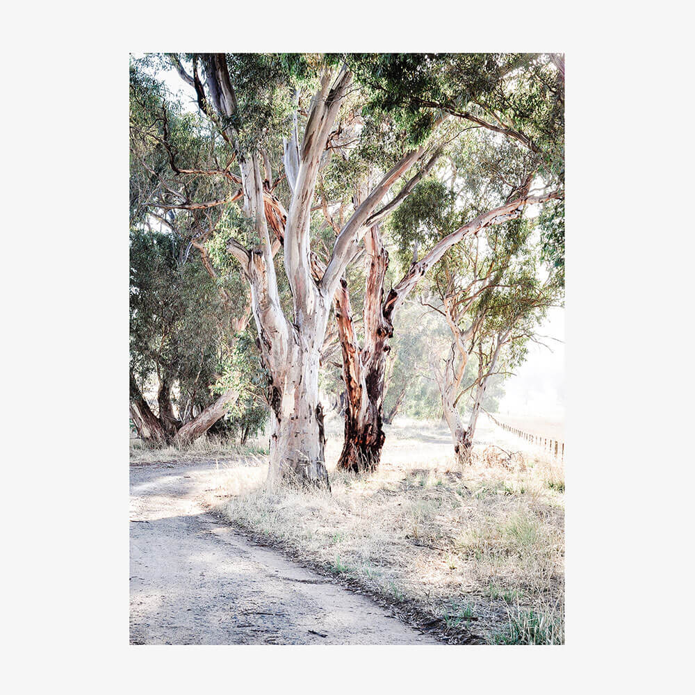 Bush Track