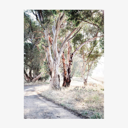Bush Track