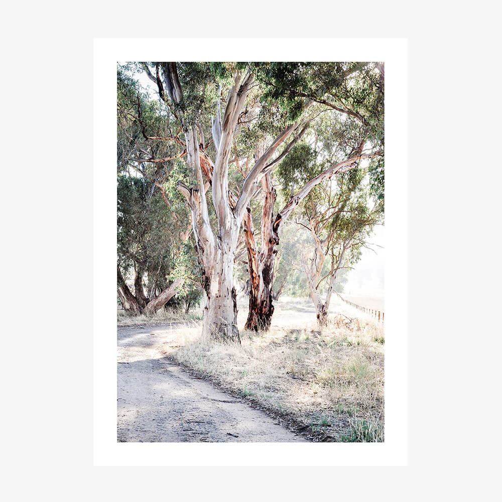 A photo wall art print featuring a track through the Australian bush with gum trees.