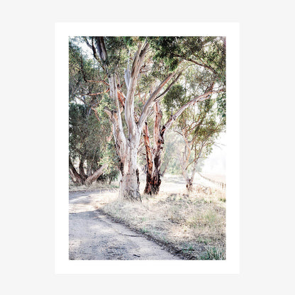 A photo wall art print featuring a track through the Australian bush with gum trees.