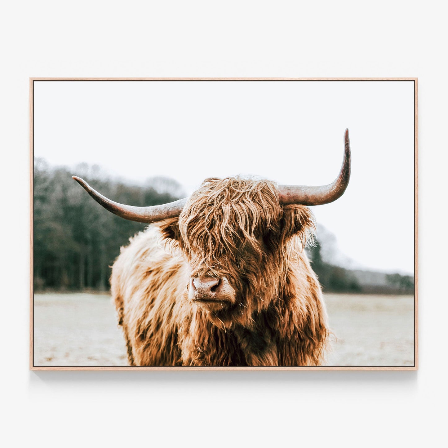 A highland cow canvas wall art print called 'By the Horns' with an oak float frame