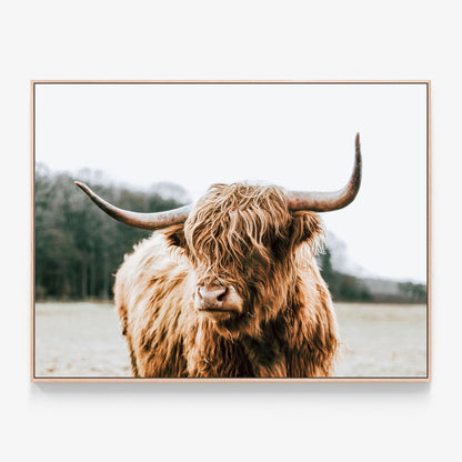 A highland cow canvas wall art print called 'By the Horns' with an oak float frame