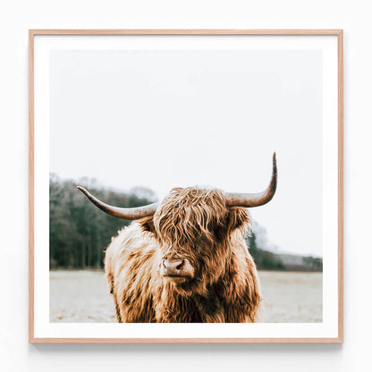 A framed photography print of a Highland cow with a scandinavian feel, featuring a brown cow with long horns in a natural setting.