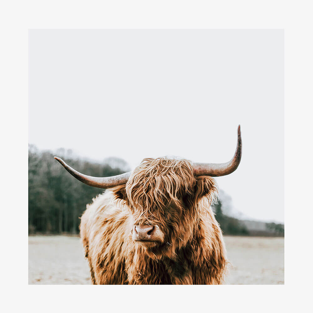 By the Horns