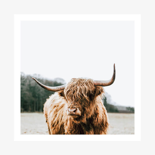 A photography print of a Highland cow with a scandinavian feel, featuring a brown cow with long horns in a natural setting.