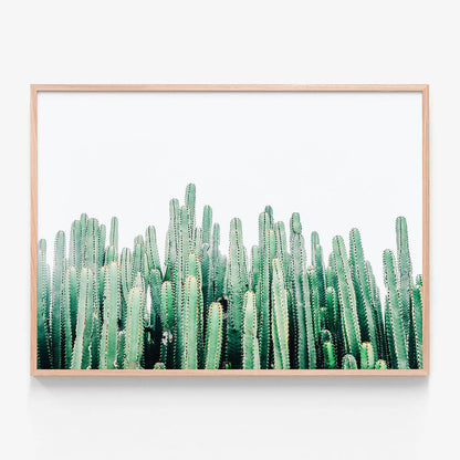 Cacti Cluster
