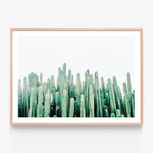 Cacti Cluster