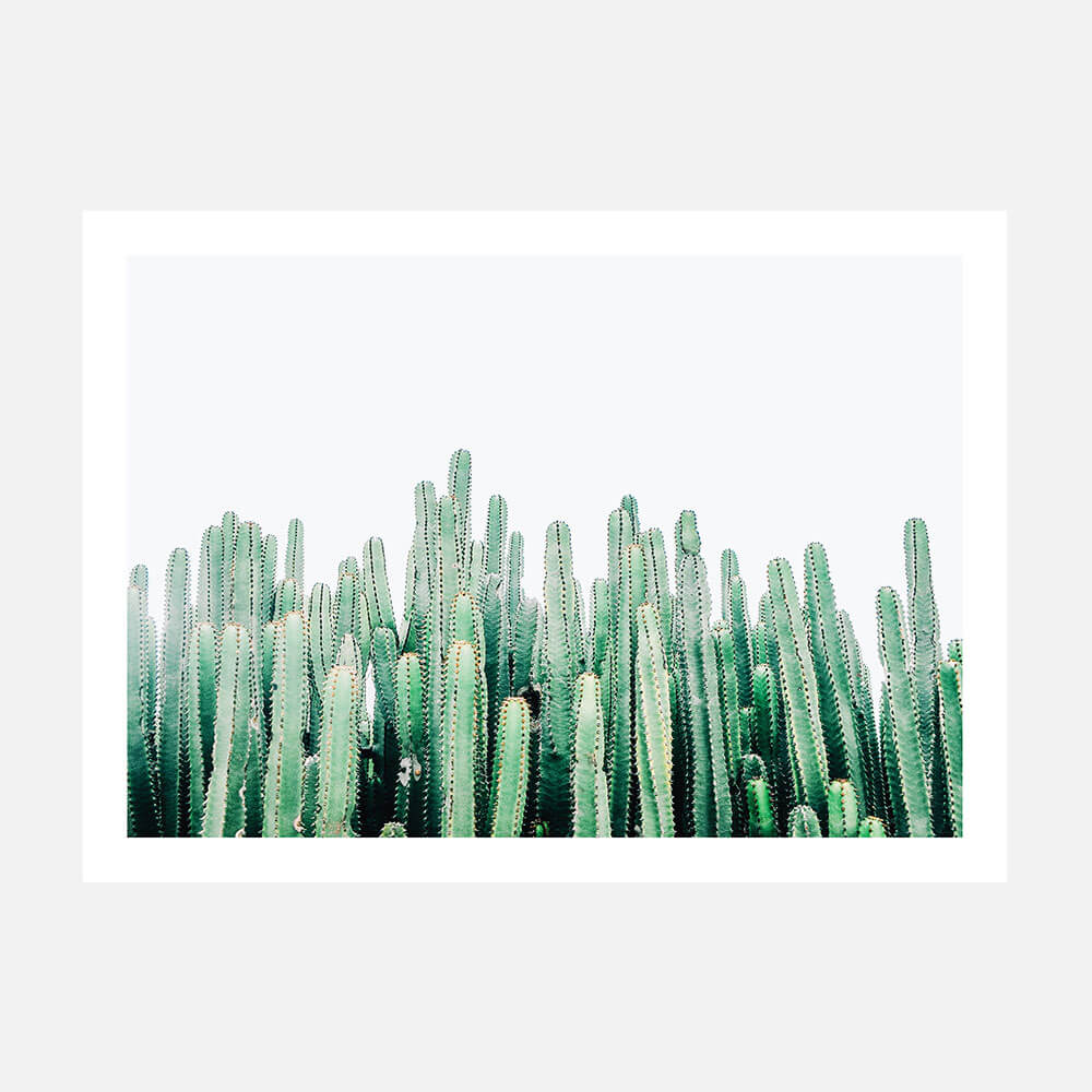 Cacti Cluster