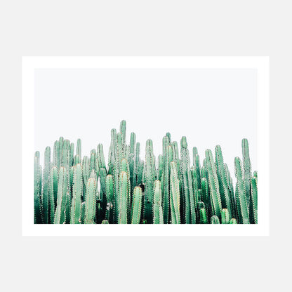 Cacti Cluster