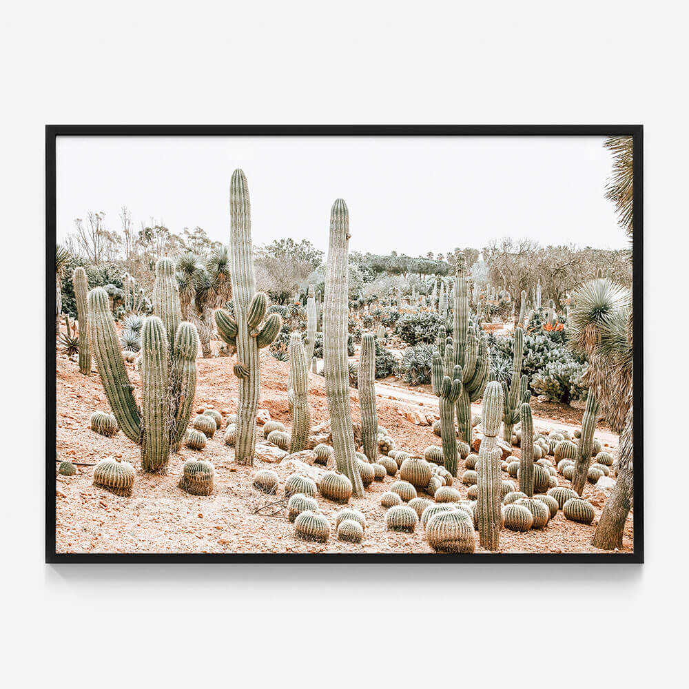 Cacti Garden
