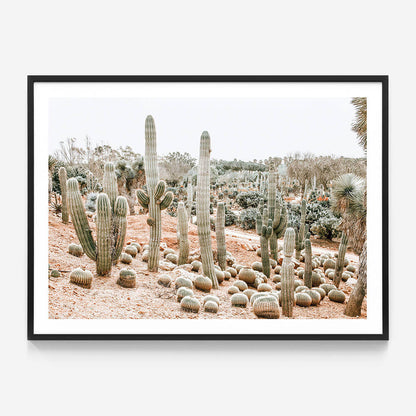 Cacti Garden