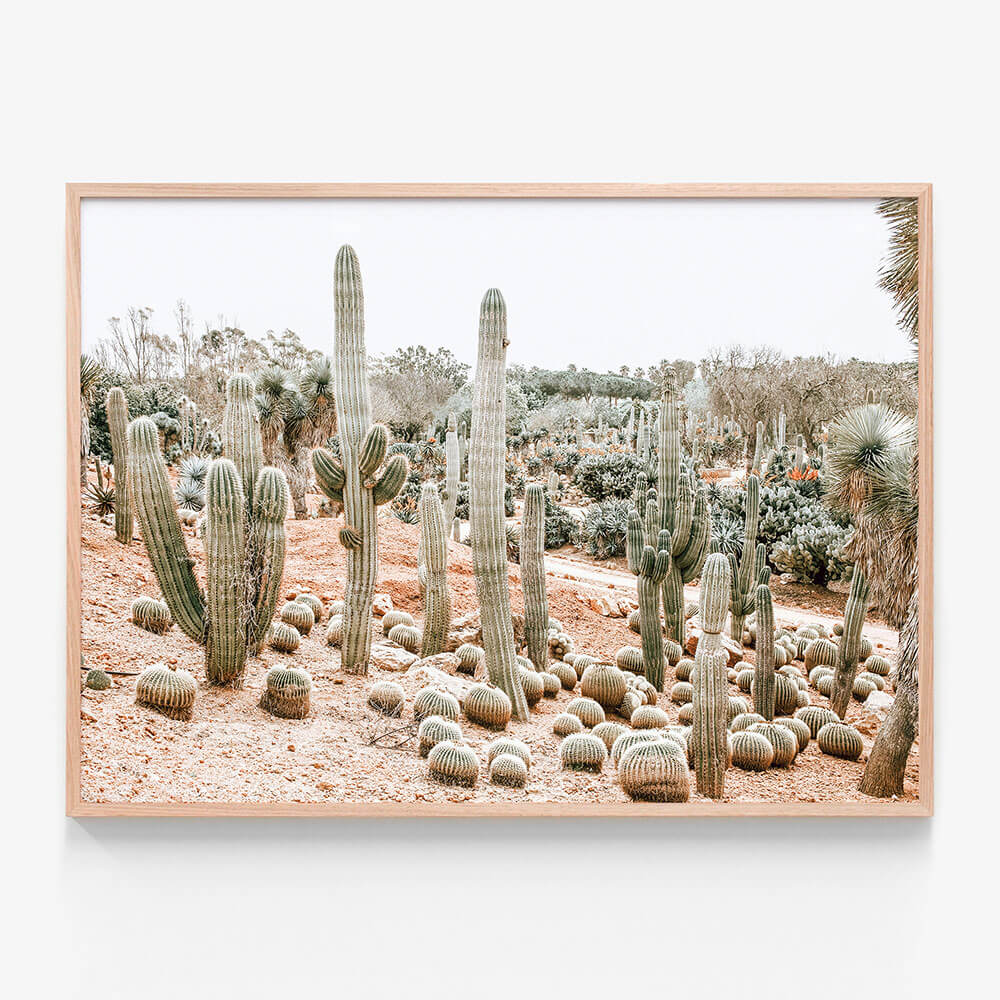 Cacti Garden