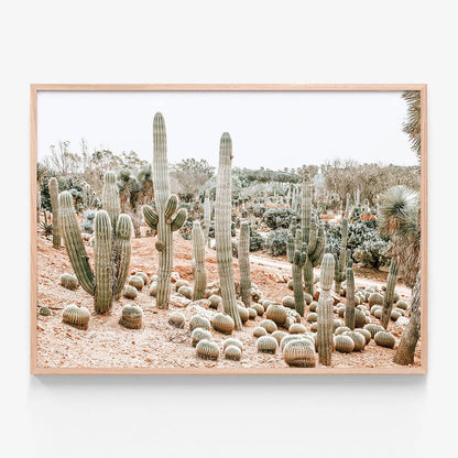 Cacti Garden