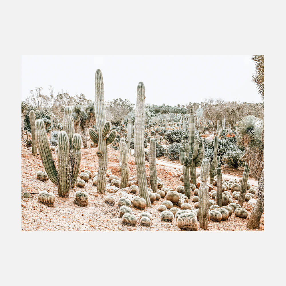Cacti Garden