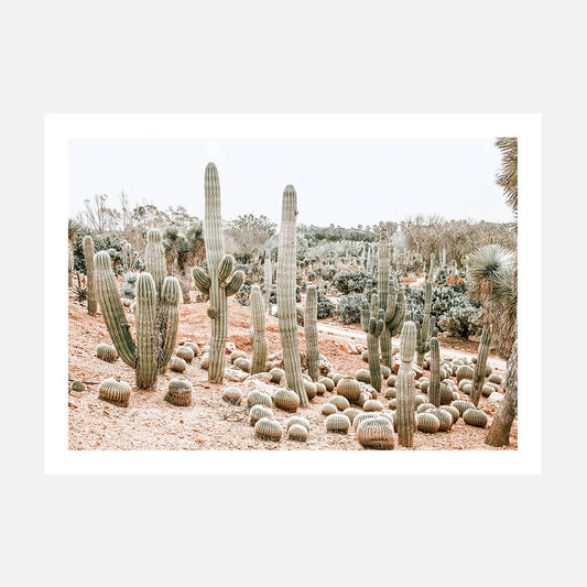 Cacti Garden