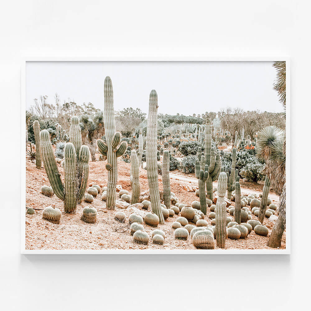 Cacti Garden