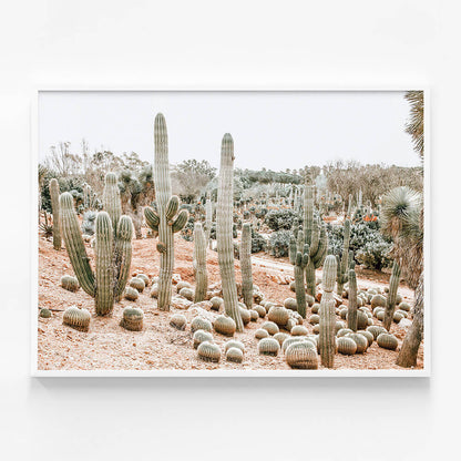 Cacti Garden