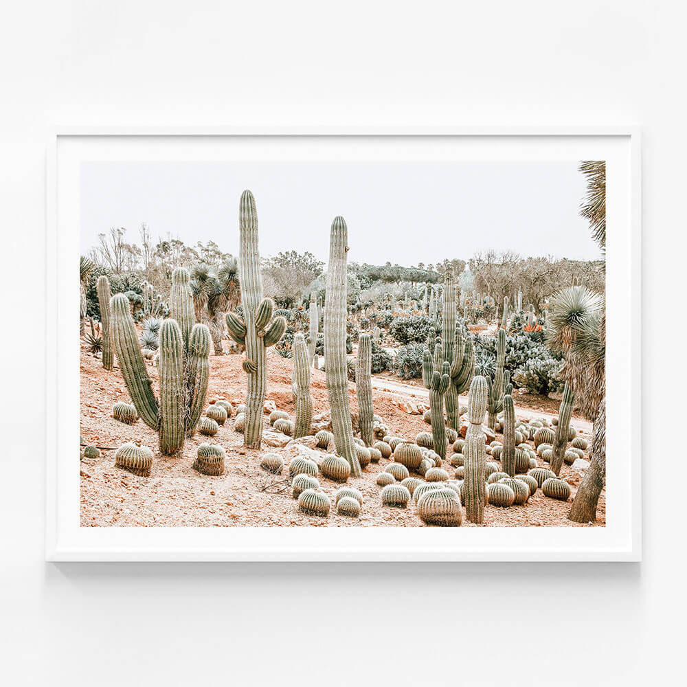 Cacti Garden