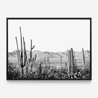 Cacti Wilderness B&W