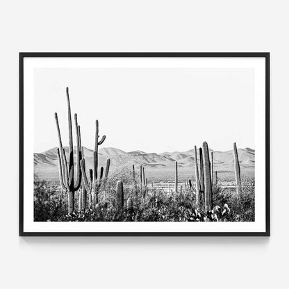 Cacti Wilderness B&W