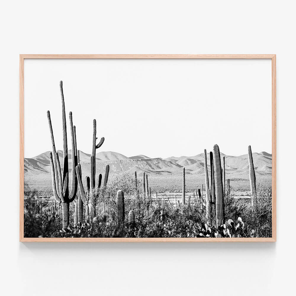 Cacti Wilderness B&W