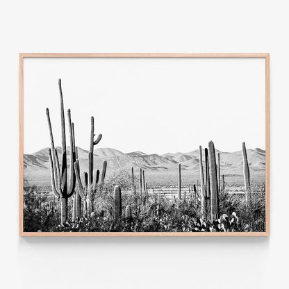 Cacti Wilderness B&W