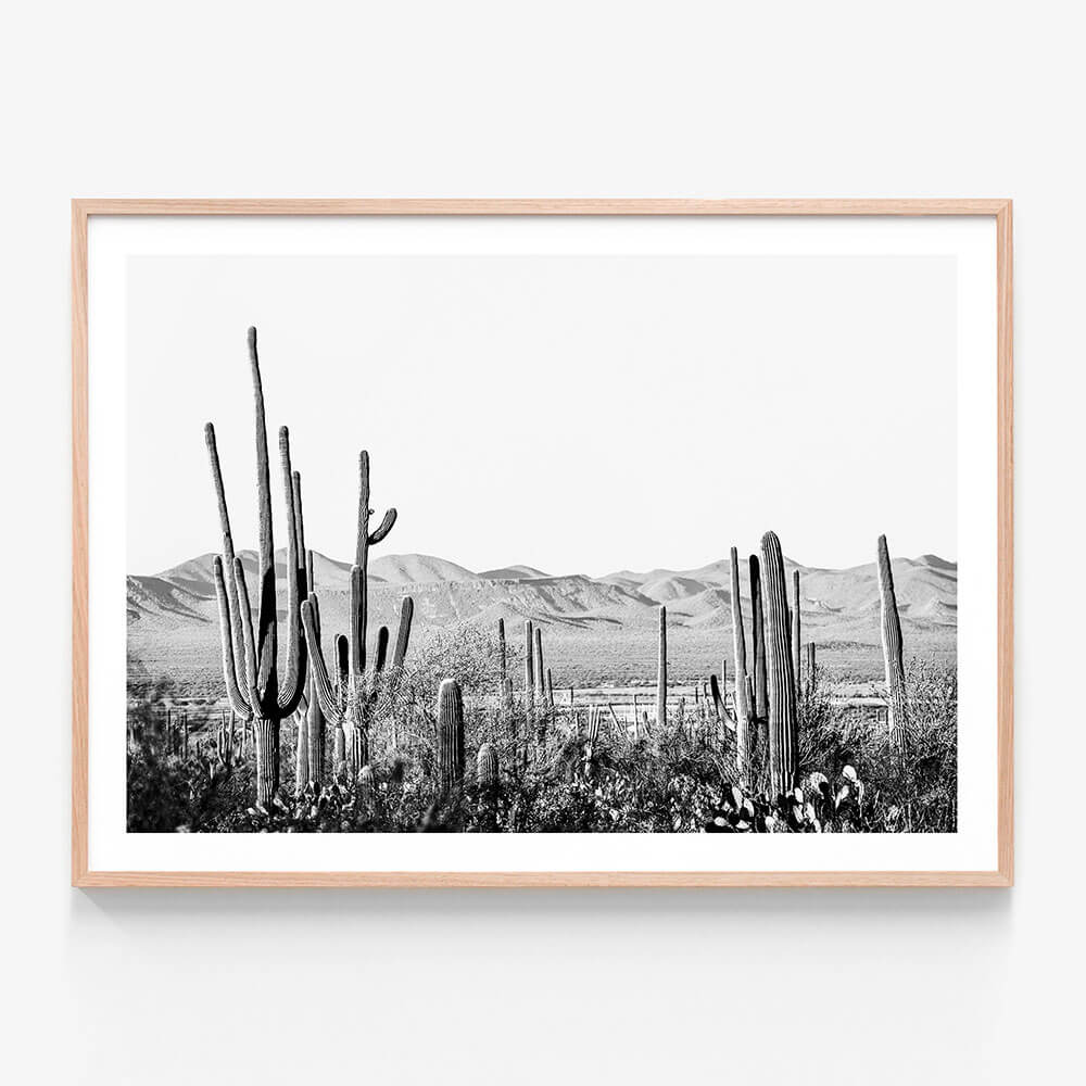 Cacti Wilderness B&W