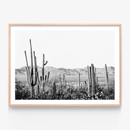 Cacti Wilderness B&W