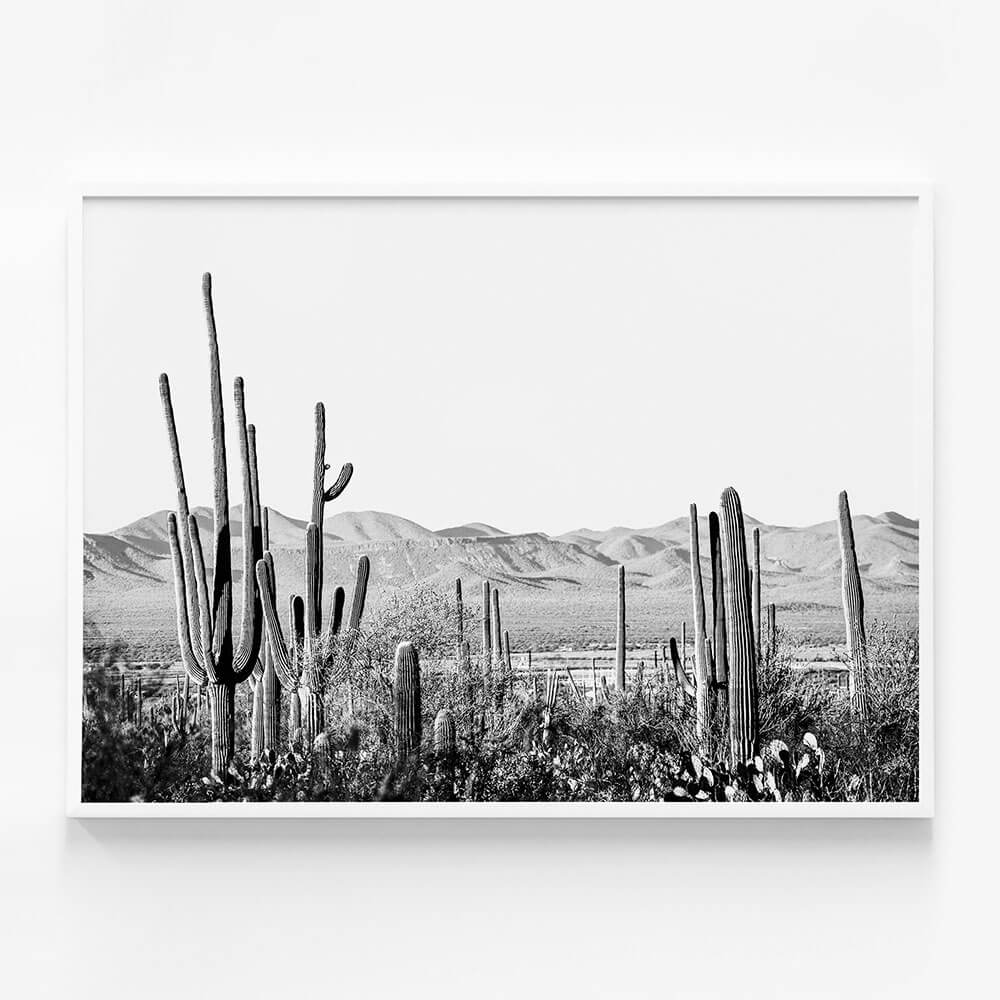 Cacti Wilderness B&W