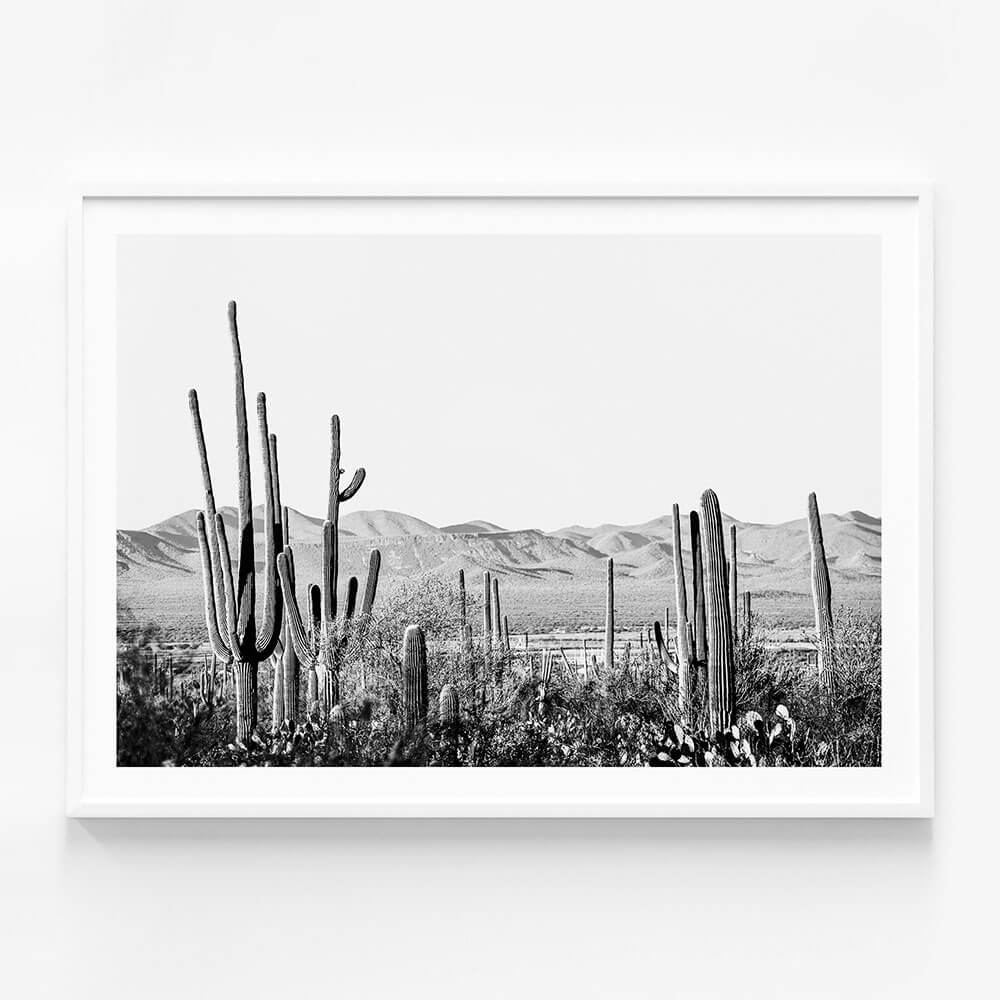 Cacti Wilderness B&W
