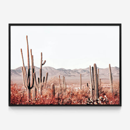 Cacti Wilderness