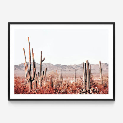 Cacti Wilderness